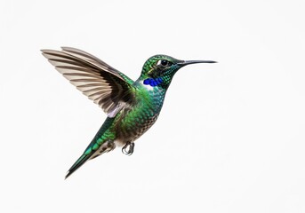 Fototapeta premium Hummingbird