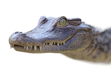 Obraz premium Crocodile in Natural Habitat Isolated on Transparent Background