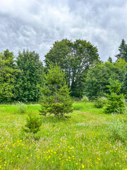 Fototapeta premium Cloudy Day in a Park