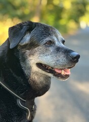 Portrait of senior black Labrador retriever outdoors