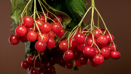 Vibrant Red Viburnum Berries Hanging on a Branch