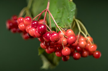 A Cluster of Ripe Viburnum Berries and Green Leaves