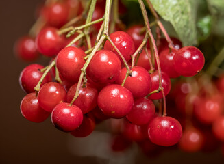 Vibrant Red Viburnum Berries Hanging on a Branch