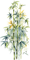 Obraz premium Vector watercolor painted bamboo. Hand drawn flower design elements isolated on white background.