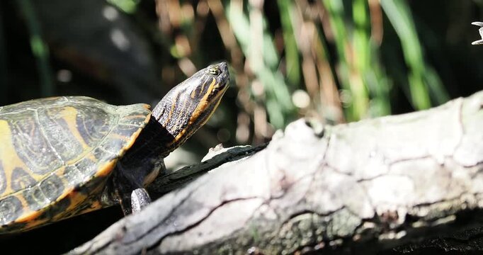 Tortue de Floride (Trachemys scripta elegans), esp&egrave;ce invasive d&rsquo;eau douce, observ&eacute;e au soleil sur un tronc au bord de l&rsquo;eau, gros plan naturaliste.