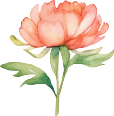 Watercolor painted peony flower. Hand drawn design element isolated on white background.