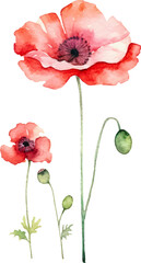 Fototapeta premium Vector watercolor painted poppy flower. Hand drawn design element isolated on white background.