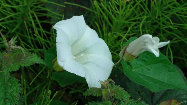 Field bindweed, close-up, from top to bottom. White flower, gentle breeze.
