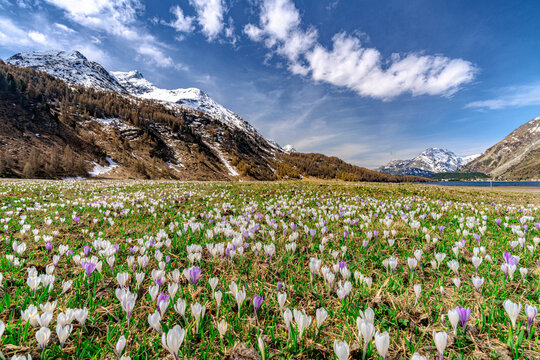 Alpine meadows covered with crocus in bloom