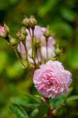 Soft pink roses open their petals gracefully, surrounded by vibrant green foliage on a warm day
