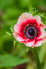 A beautiful anemone flower showcases its vivid pink and purple hues against lush greenery