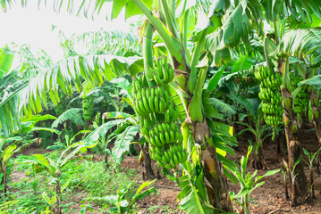 Green raw banana branch on young banana palm trees against banana plantation. Banana production in tropical garden or rural farm.