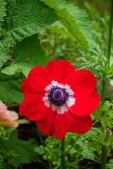 A vibrant red anemone blooms proudly among lush green leaves this spring