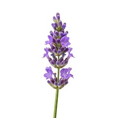 Obraz premium Lavender Bloom: A Single Stem of Purple Perfection
