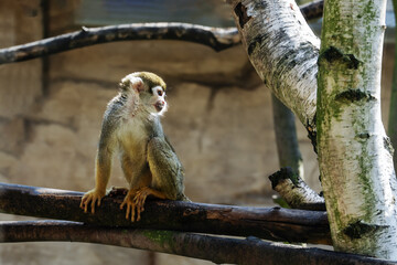 Squirrel monkey sitting on tree branch in national park. Portrait of Squirrel saimiri monkey.