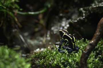 Dyeing Poison Frog among grass . Blue dart frog, Dendrobates tinctorius in terrarium. Poisonous tropical frog.