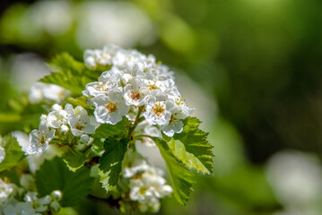 White hawthorn flowers on a green natural background
