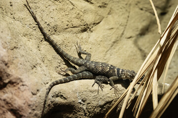 Desert Spiny Lizard, Sceloporus magister on sandstone. Pair of Spiny Lizard in terrarium in zoo.