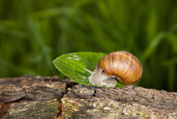 Helix pomatia or Roman snail, edible snail. Close-up of grape snails on tree bark in a natural forest environment. The image captures the texture of the snail shells and rough bark surface.
