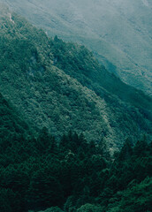 山の斜面に広がる深緑の針葉樹林