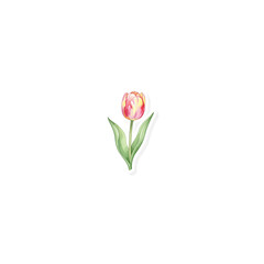 Pink tulip watercolor sticker