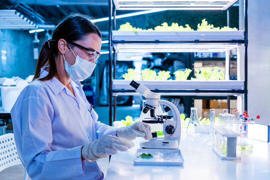 Lab technician wearing mask and goggles examines plant samples under a microscope in a high tech hydroponic facility with LED grow lights and glassware on the bench.