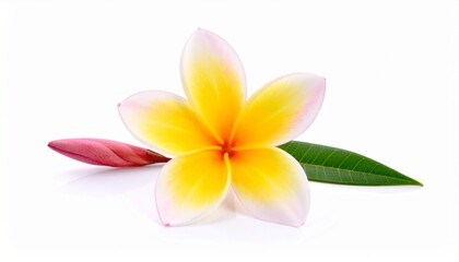 Naklejka premium Plumeria bloom — five-petal flower with white, pink, and yellow gradient, paired with green leaves and pink bud, isolated on white