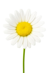 Daisy Isolated on Transparent Background, isolated on a transparent background. Perfect for digital design, romantic themes, floral decoration, and stock photography use.