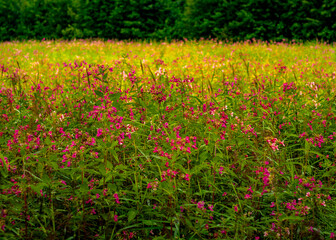 Niecierperk gruczołowaty (Impatiens glandulifera), niecierpek himalajski, gatunek inwazyjny