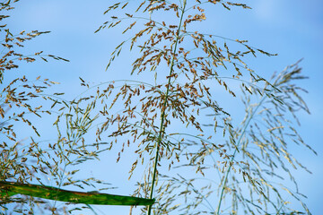 Bright Green Grass Blades Against a Blue Sky with Gentle Breeze