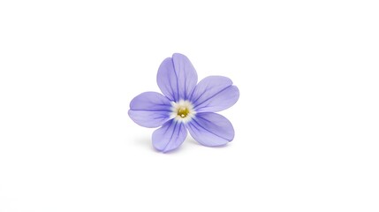 Fototapeta premium Single small purple flower isolated on a white background.