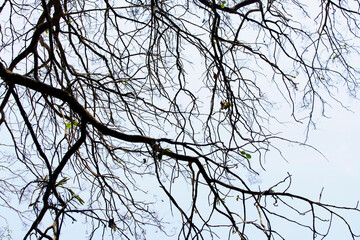 Bare Tree Branches Against a Clear Sky During Autumn or Winter Season