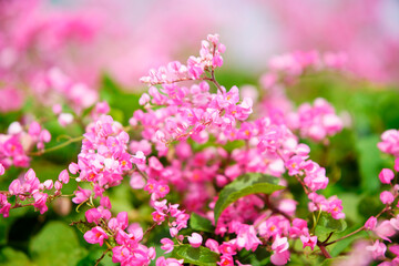Obraz premium Beautiful Blooming Pink Flowers in Lush Greenery Garden Scene