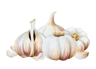 Watercolor garlic whole, half bulb and cloves illustration isolated on white. Hand drawn realistic spicy food for kitchen and culinary designs. Fall healthy vegetables drawing composition