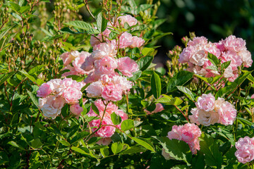 Soft pink roses flourish among vibrant green foliage in a sunny summer garden