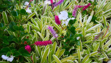 Fototapeta premium Tropical flowers bloom vibrantly, showcasing exotic colors, unique shapes, and thriving in warm climates.