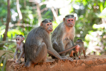 Barbary macaque ape, rhesus monkey family with baby in tropical jungle of India, wildlife rainforest animal, bonding and relationship 