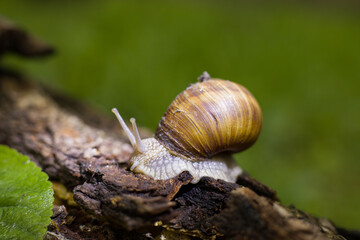 Helix pomatia or Roman snail, edible snail. Close-up of grape snails on tree bark in a natural forest environment. The image captures the texture of the snail shells and rough bark surface.