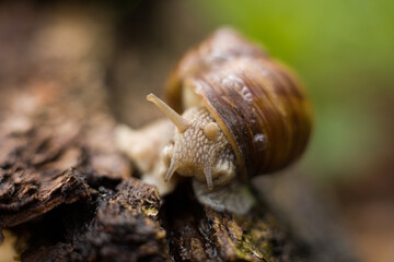 Helix pomatia or Roman snail, edible snail. Close-up of grape snails on tree bark in a natural forest environment. The image captures the texture of the snail shells and rough bark surface.