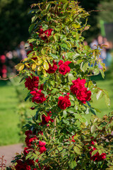 Obraz premium Lush red roses cascade from a trellis, set against a bright, green park backdrop filled with life