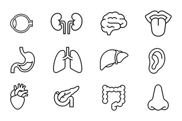 Human organ icon set on white background. Symbol of brain, heart, lungs, liver, kidney, ear, mouth, intestines, pancreas, eye, nose, and stomach. Human organ outline