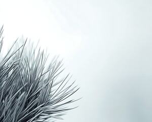 Fototapeta premium Stark Silver Pine Needles in a Serene, Minimalist High-Key Botanical Composition.