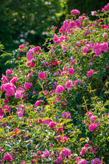 Vibrant pink roses thrive amidst lush greenery, creating a stunning garden display in sunshine