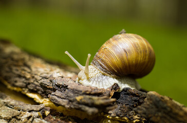 Helix pomatia or Roman snail, edible snail. Close-up of grape snails on tree bark in a natural forest environment. The image captures the texture of the snail shells and rough bark surface.