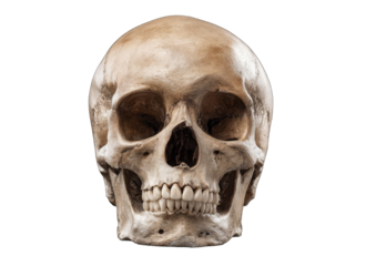 Human skull, front view (1)