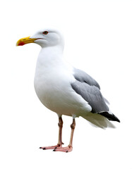 Seagull bird white background.