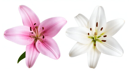 Pink and White Lilies with Isolated.