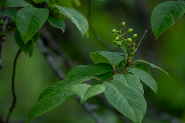 unripe bird cherry berries on branch