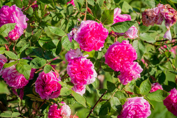 Lush clusters of bright pink roses create a stunning display in a sunny garden setting