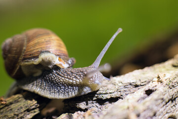 Helix pomatia or Roman snail, edible snail. Close-up of grape snails on tree bark in a natural forest environment. The image captures the texture of the snail shells and rough bark surface.